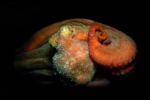 Reef Octopus in Black